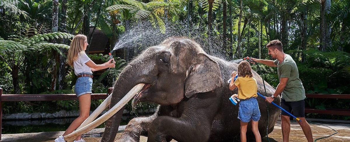 Bali Zoo Elephant Ride - Ethical or Not? What You Should Know