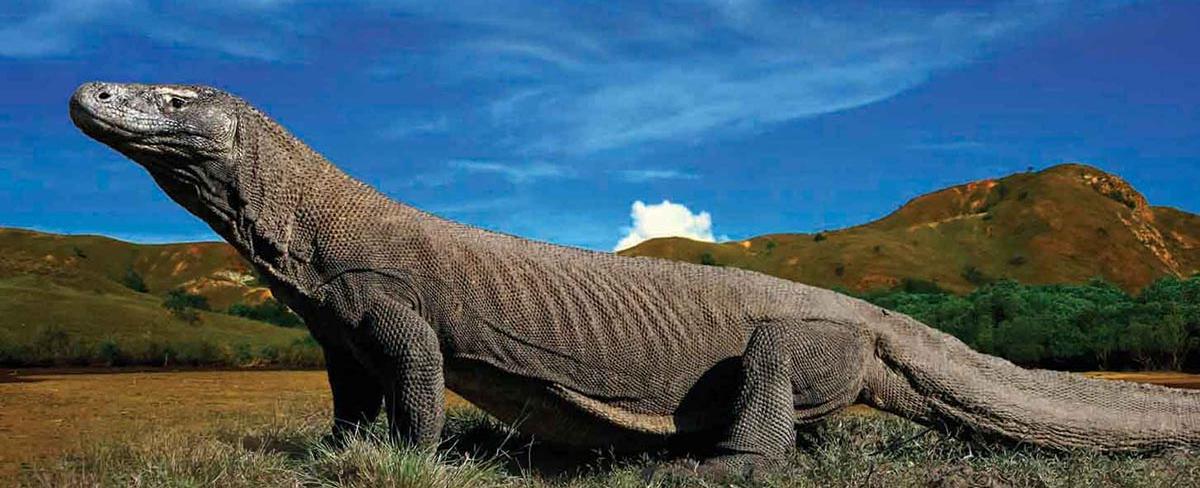 Komodo Dragon Tours in Bali - Where to See These Ancient Beasts