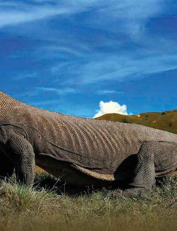 Komodo Dragon Tours in Bali - Where to See These Ancient Beasts