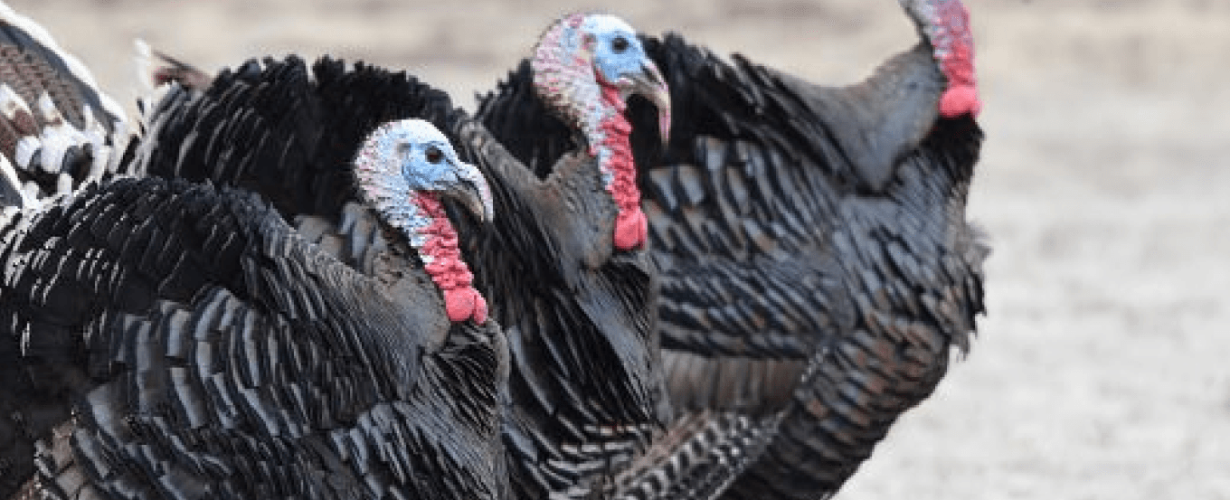 Colorado Turkey Population Map-Where to Spot Wild Turkeys