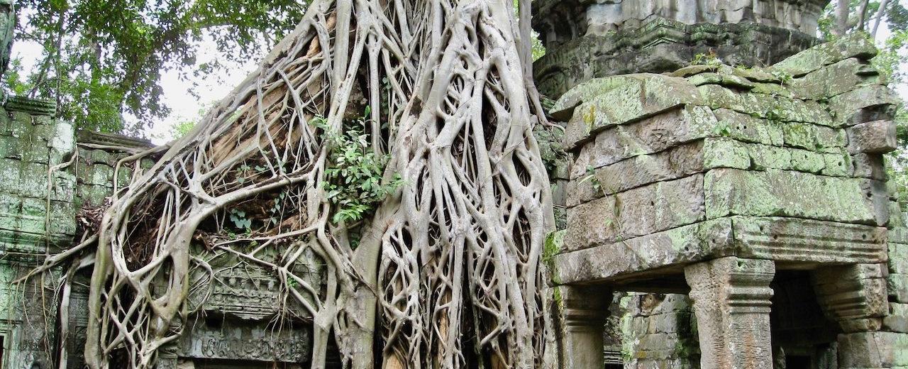 The Tree Temple at Angkor Wat-Exploring Ta Prohm’s Ancient Beauty