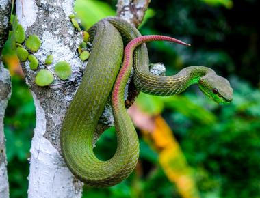 Snakes in Bali Indonesia - Which Ones to Watch Out For