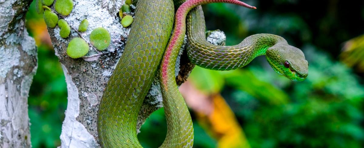 Snakes in Bali Indonesia - Which Ones to Watch Out For