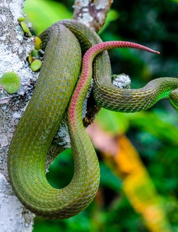 Snakes in Bali Indonesia - Which Ones to Watch Out For