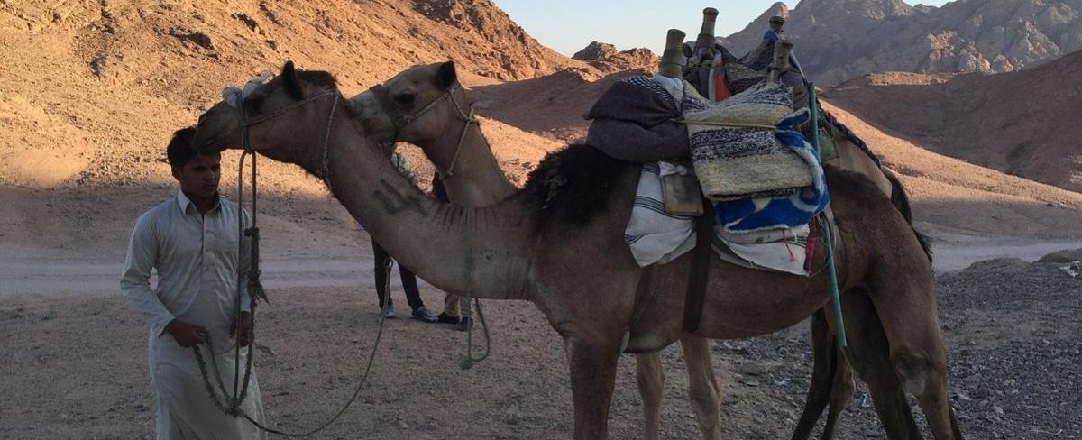 Riding Camels in Egypt-The Ultimate Desert Adventure