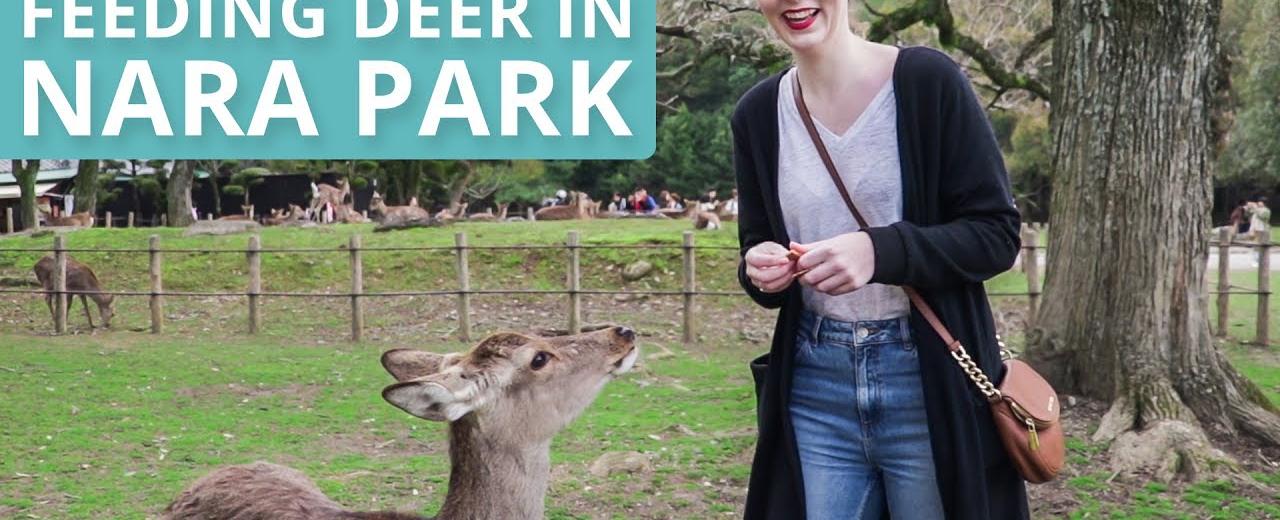 Feeding Deer in Japan - Where to Go &amp; What to Expect