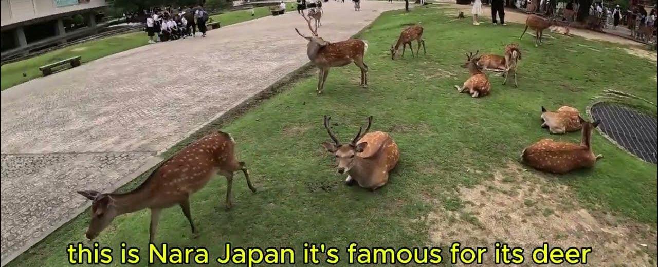 Where to Feed Deer in Japan - A Magical Wildlife Experience