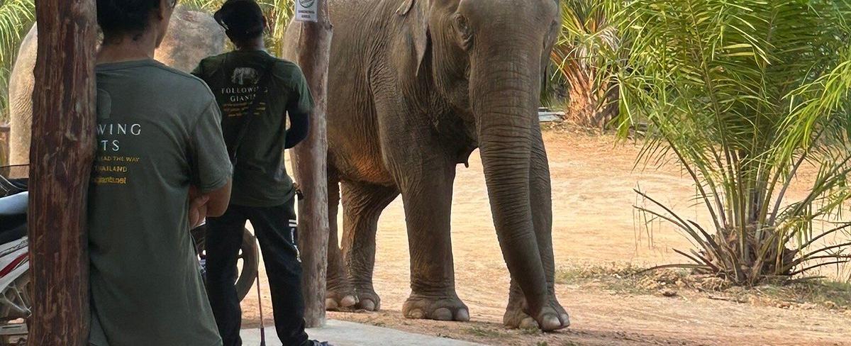 Phi Phi Island Elephant Sanctuary - Ethical Encounters with Giants