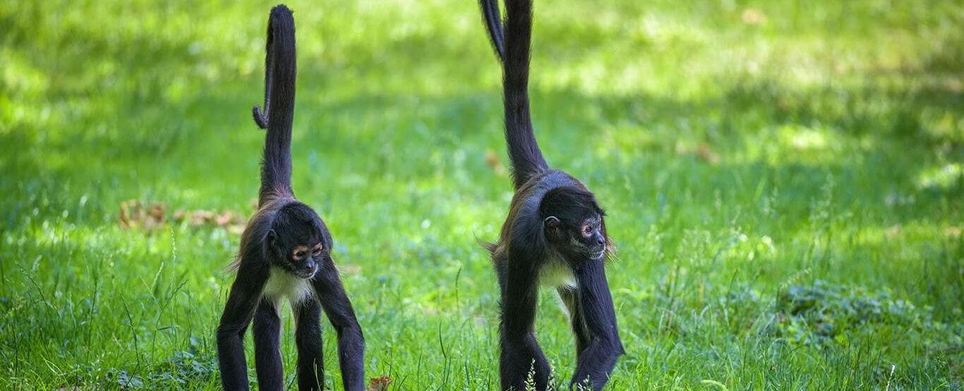 Monkeys in Cancún - Where to Find Wildlife in the Yucatán