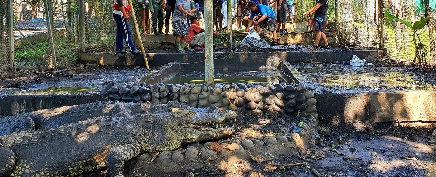 Bali Reptile Rescue with Edi - Saving Wildlife in Paradise